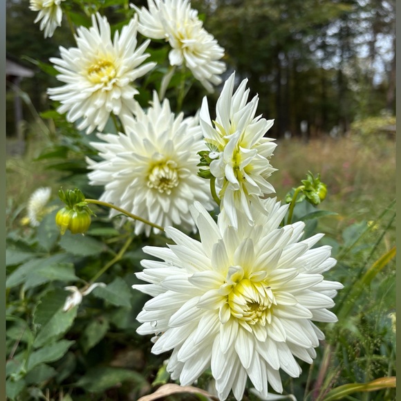 Meet your Posher, Janine - Picture 2 of 4